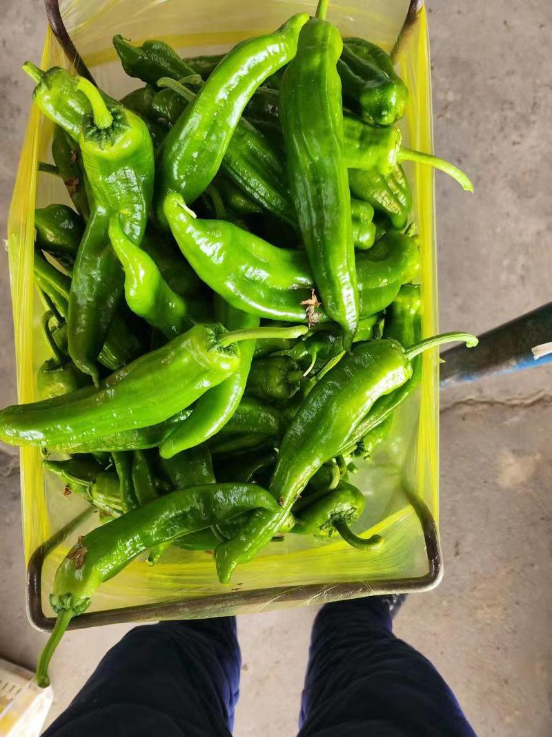 东台青椒301辣椒大量供应产地发货，质量保证全国发货