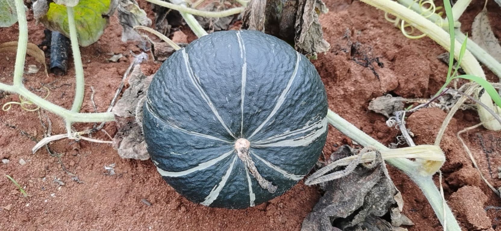 南瓜藤蔓生长状态