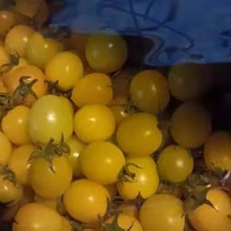 助农小柿子批发，凤珠409，黄姑娘108，紫蜜