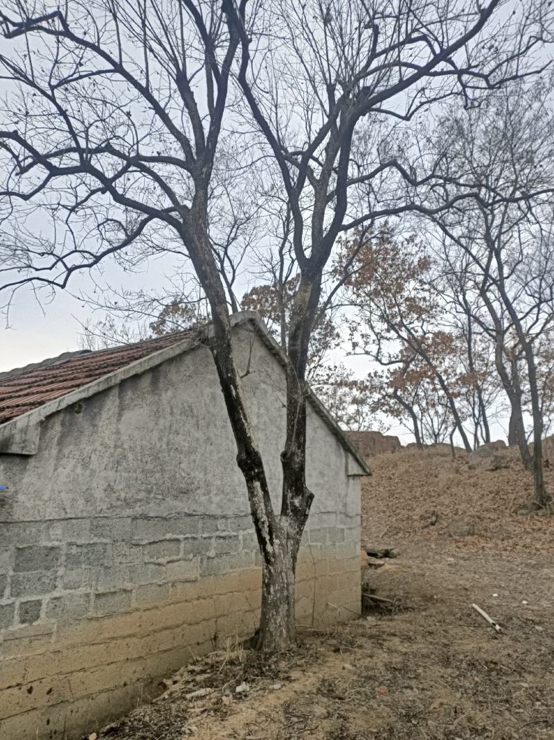 柿树
