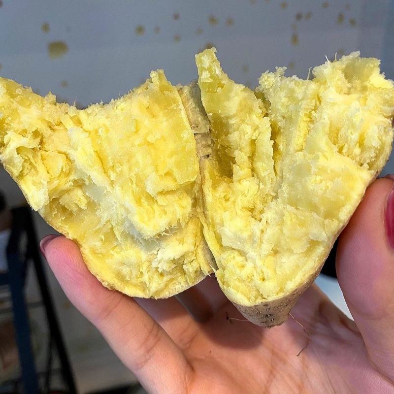 广东潮汕鸡蛋黄心板栗地瓜白皮番薯甜糯红薯新鲜沙地现挖白薯