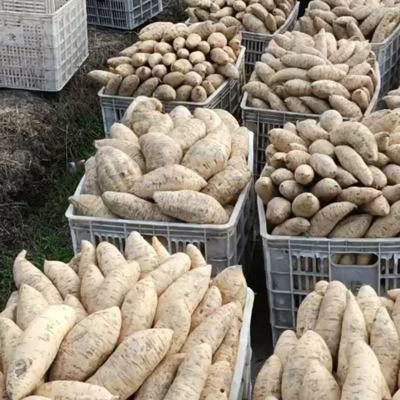 广东潮汕鸡蛋黄心板栗地瓜白皮番薯甜糯红薯新鲜沙地现挖白薯