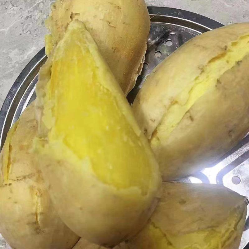 广东潮汕鸡蛋黄心板栗地瓜白皮番薯甜糯红薯新鲜沙地现挖白薯