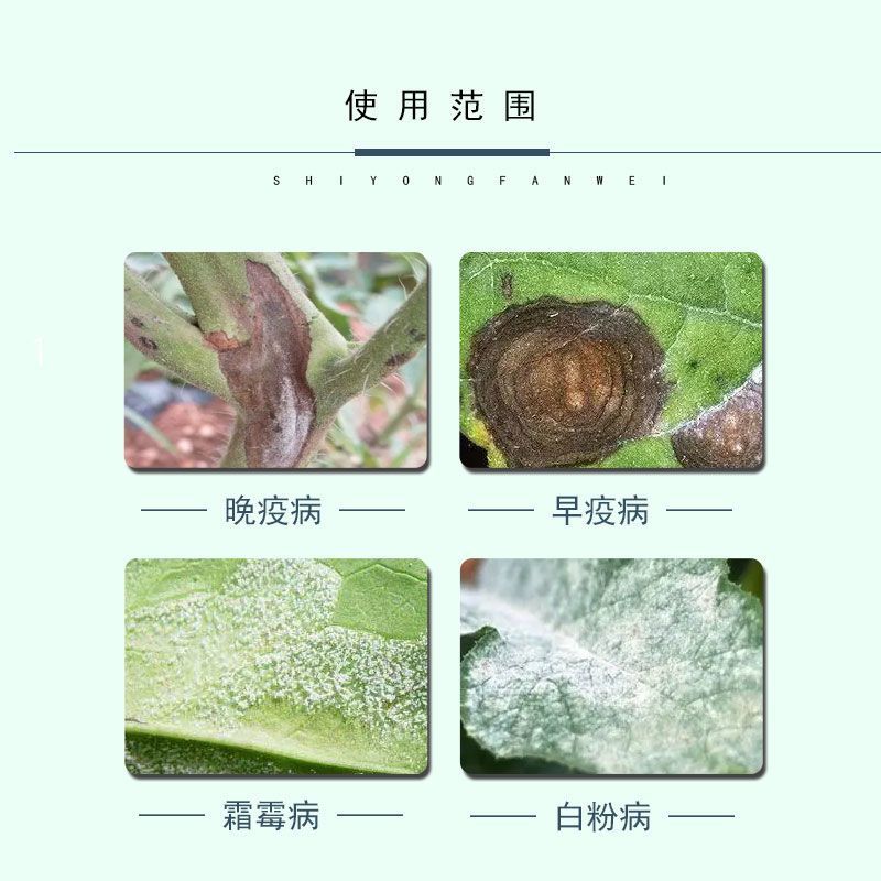 百菌清番茄早疫病锈病炭疽病叶斑病霜霉病黑斑病果树杀菌剂