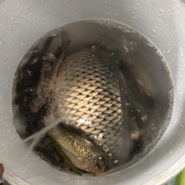 鲫鱼