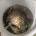 鲫鱼