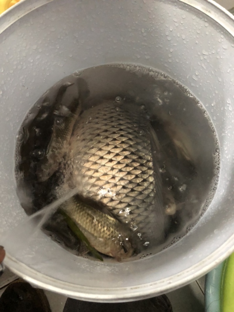 鲫鱼