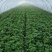 红薯苗西瓜红红薯秧商薯19量大从优欢迎各位老板洽谈