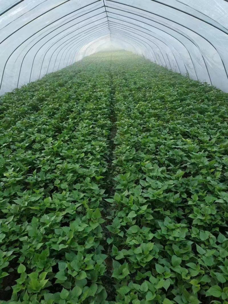 红薯苗西瓜红红薯秧商薯19量大从优欢迎各位老板洽谈