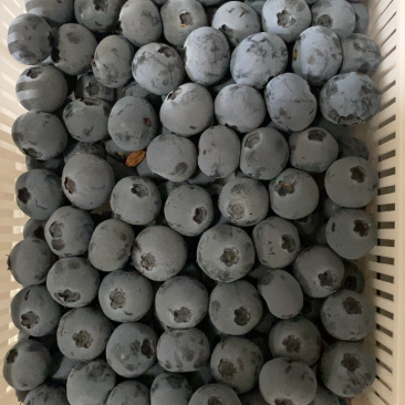 蓝莓
