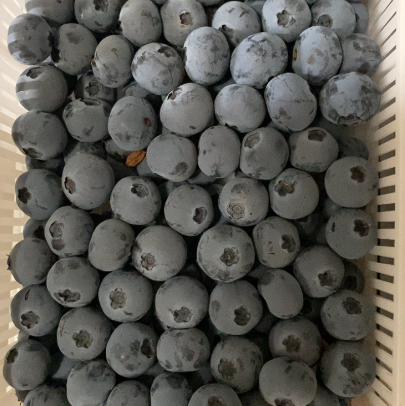 蓝莓