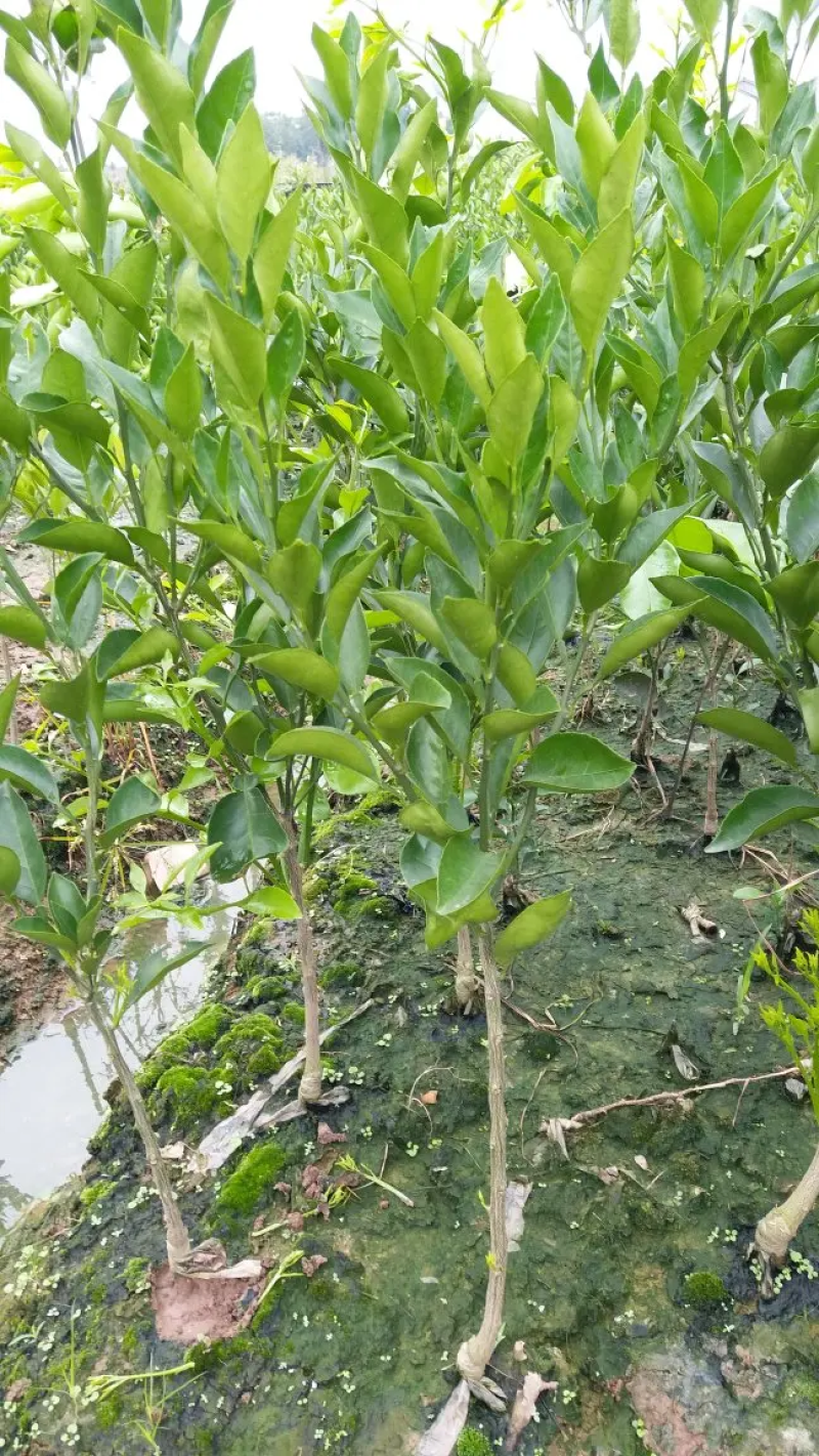 广西玉林柚子苗，酸柚苗，直生苗（大小规格都有）
