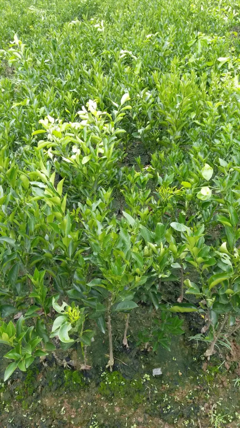 广西玉林柚子苗，酸柚苗，直生苗（大小规格都有）