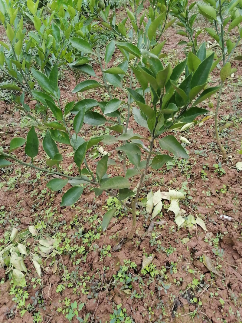 广西玉林柚子苗，酸柚苗，直生苗（大小规格都有）