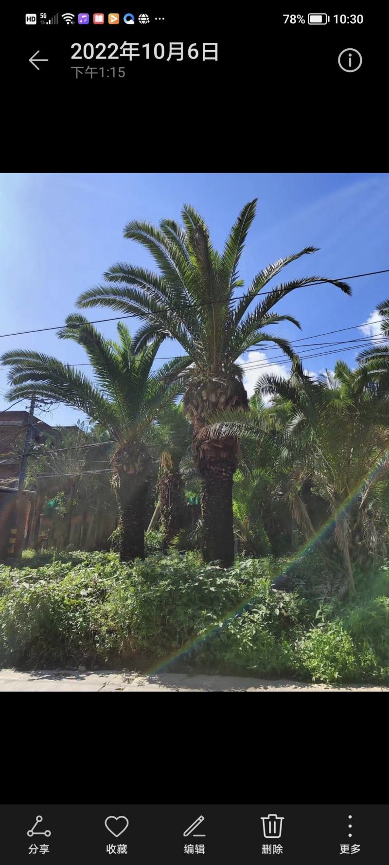 自家货源，加拿利海枣绿化树，主供应地苗杠高2米至杠高3米