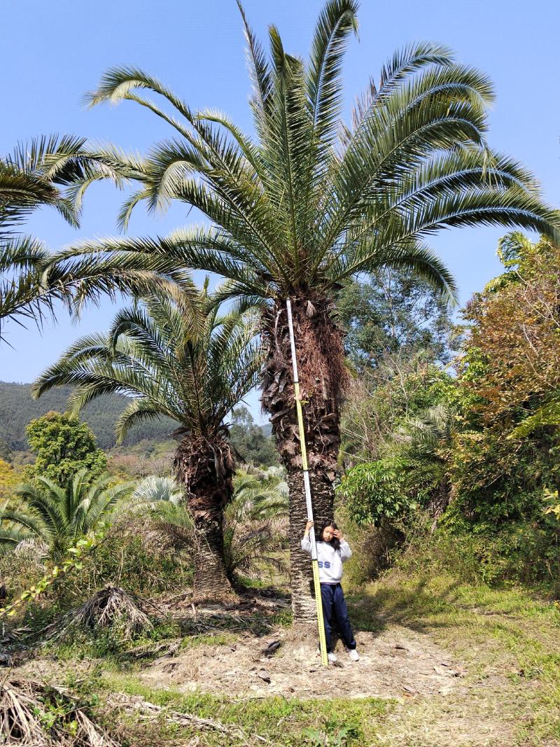 自家货源，加拿利海枣绿化树，主供应地苗杠高2米至杠高3米