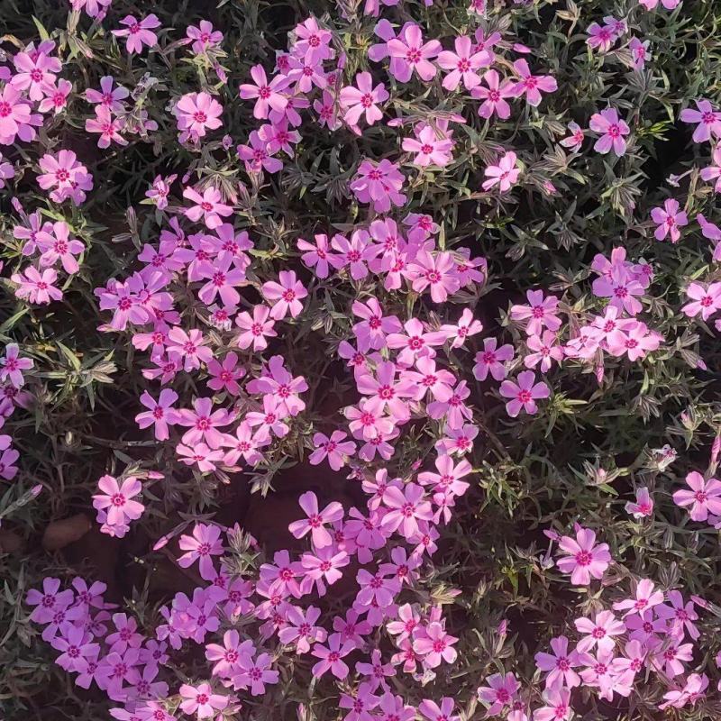 宿根福禄考芝樱花海花镜绿化专用基地直发质量保证
