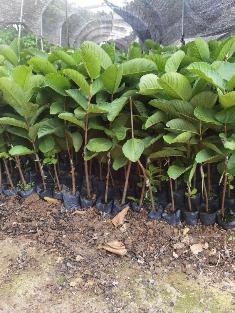 广西番石榴果树苗正宗嫁接当年挂果苗盆栽地栽苗