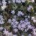 宿根福禄考芝樱花海花镜绿化专用基地直发质量保证