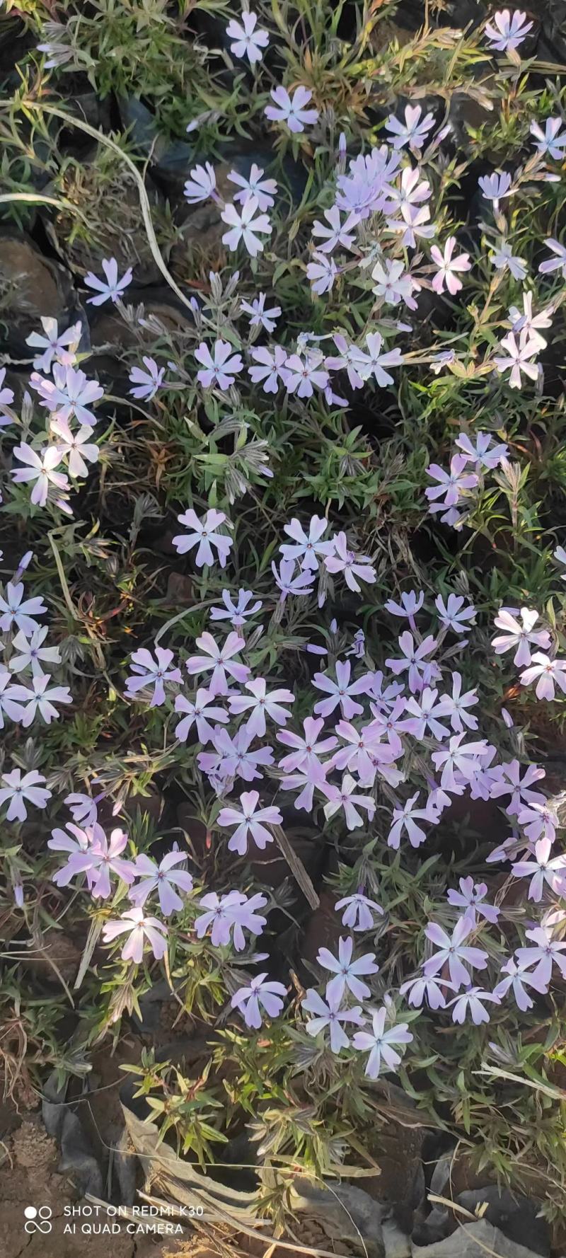 宿根福禄考芝樱花海花镜绿化专用基地直发质量保证