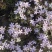 宿根福禄考芝樱花海花镜绿化专用基地直发质量保证