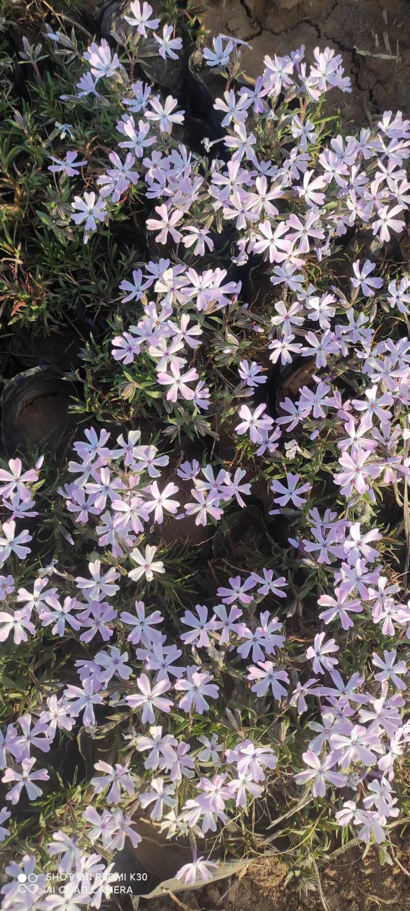 宿根福禄考芝樱花海花镜绿化专用基地直发质量保证