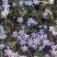宿根福禄考芝樱花海花镜绿化专用基地直发质量保证