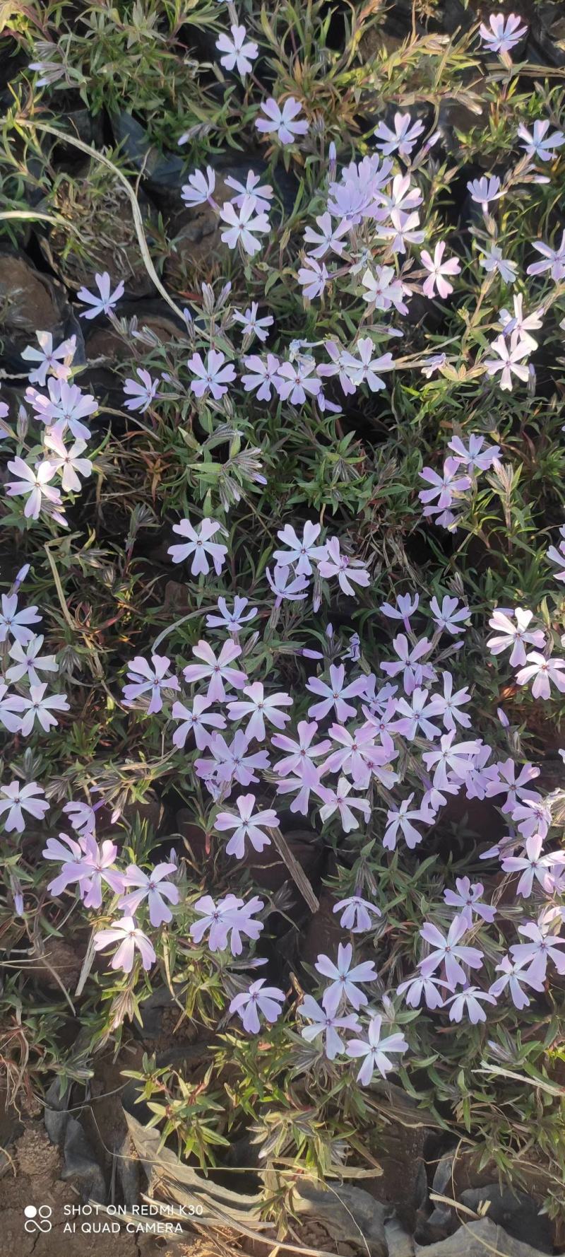 宿根福禄考芝樱花海花镜绿化专用基地直发质量保证