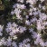 宿根福禄考芝樱花海花镜绿化专用基地直发质量保证