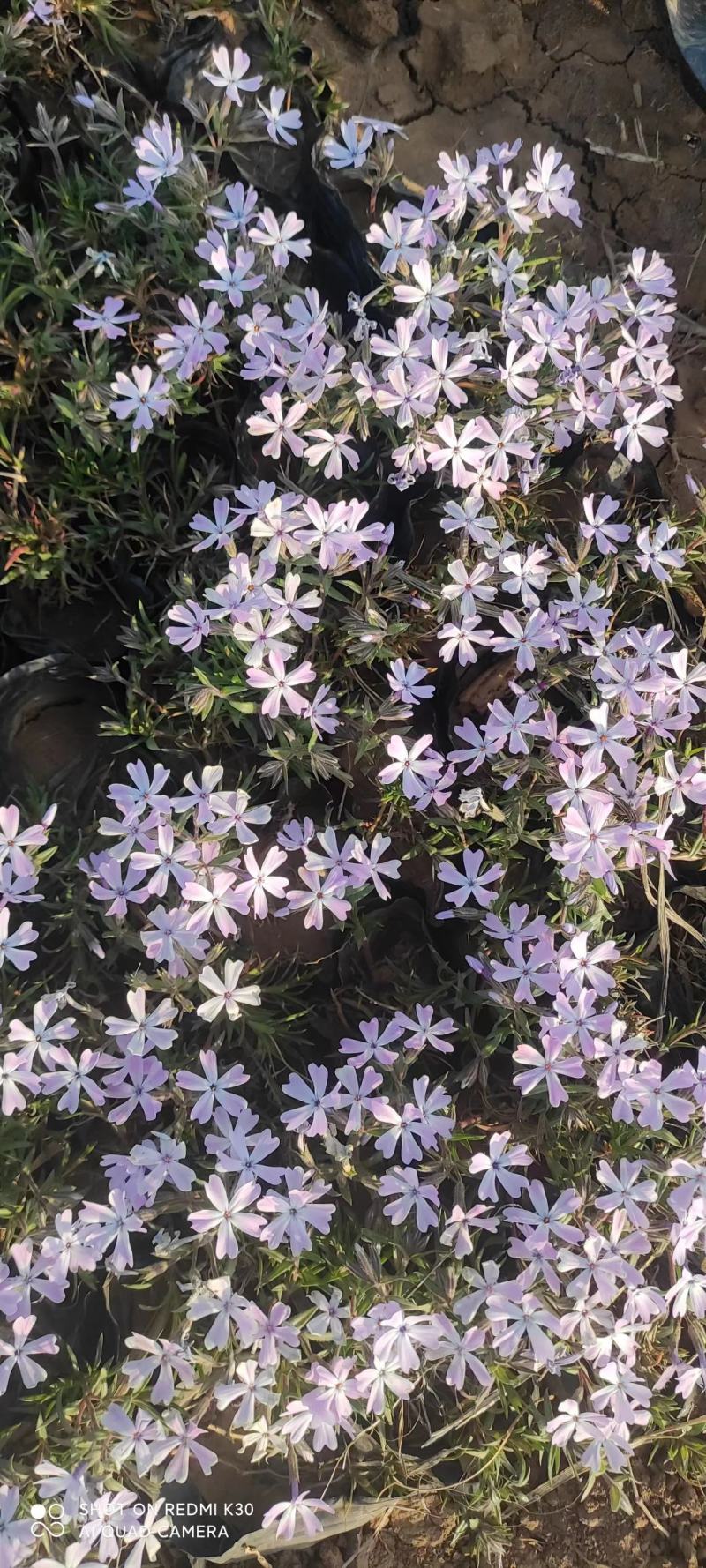 宿根福禄考芝樱花海花镜绿化专用基地直发质量保证