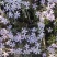 宿根福禄考芝樱花海花镜绿化专用基地直发质量保证