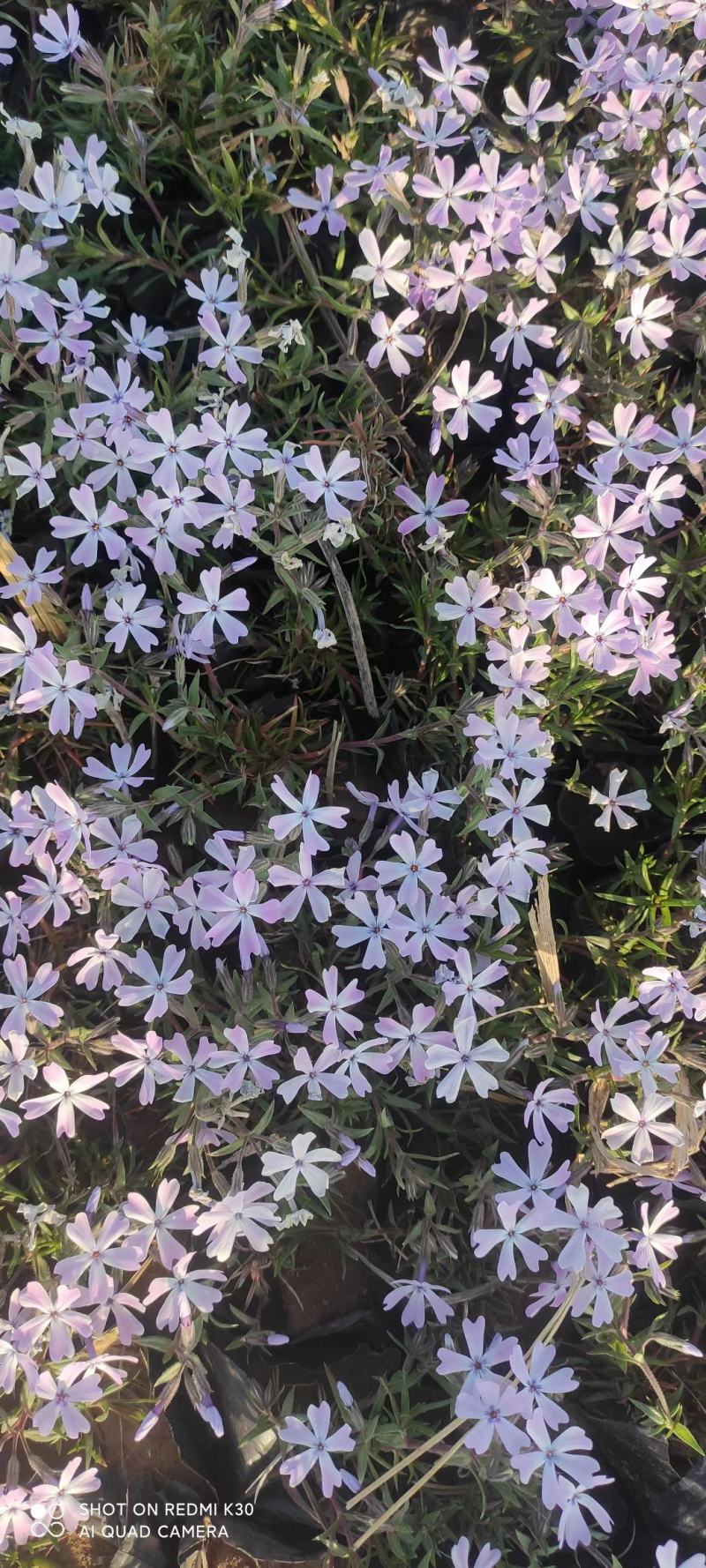 宿根福禄考芝樱花海花镜绿化专用基地直发质量保证