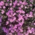 宿根福禄考芝樱花海花镜绿化专用基地直发质量保证