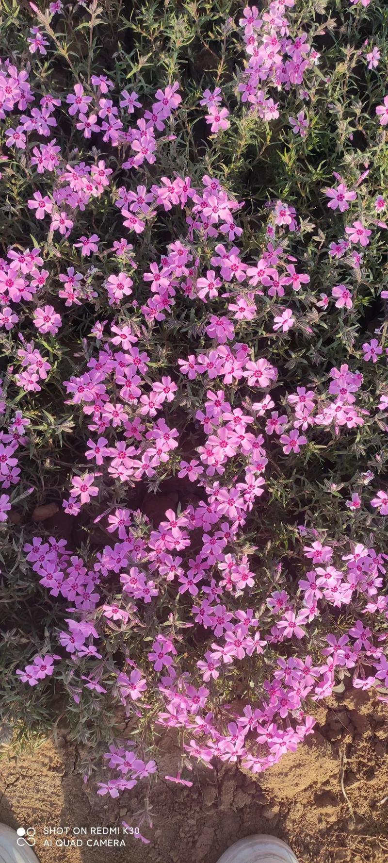 宿根福禄考芝樱花海花镜绿化专用基地直发质量保证