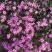 宿根福禄考芝樱花海花镜绿化专用基地直发质量保证