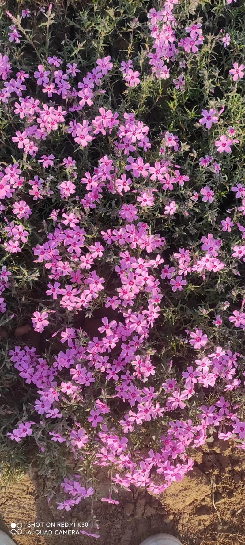 宿根福禄考芝樱花海花镜绿化专用基地直发质量保证