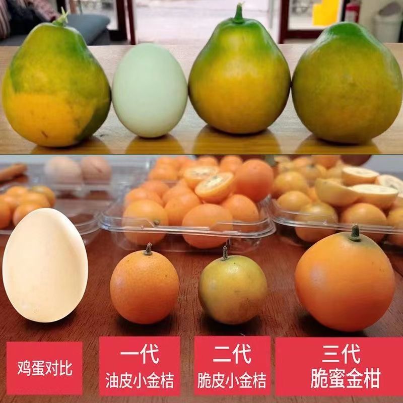 融安特大果脆皮滑皮金桔果树苗嫁接苗脆蜜金柑苗当年结果