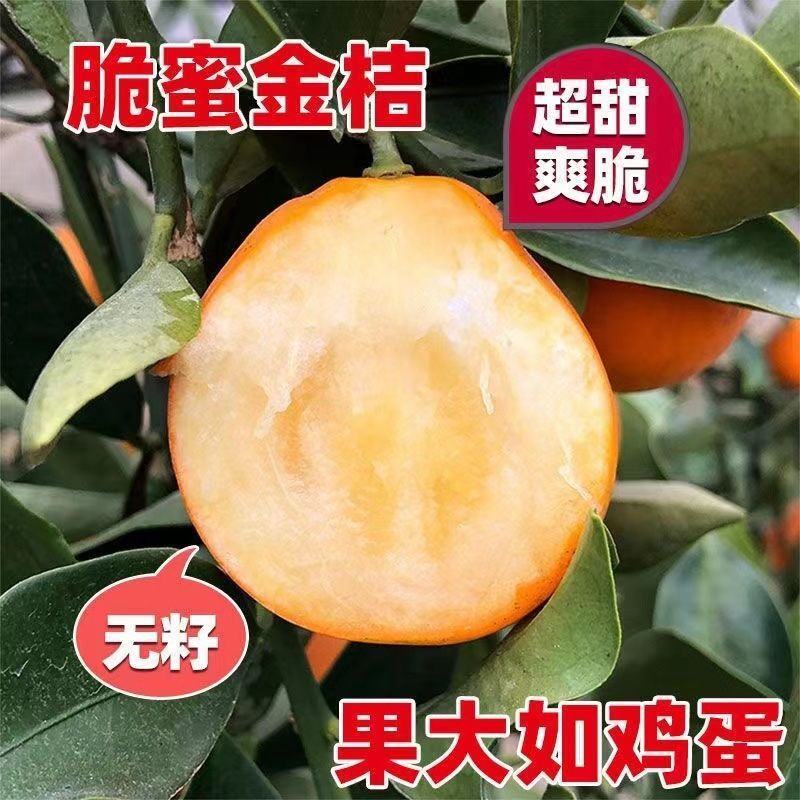 融安特大果脆皮滑皮金桔果树苗嫁接苗脆蜜金柑苗当年结果