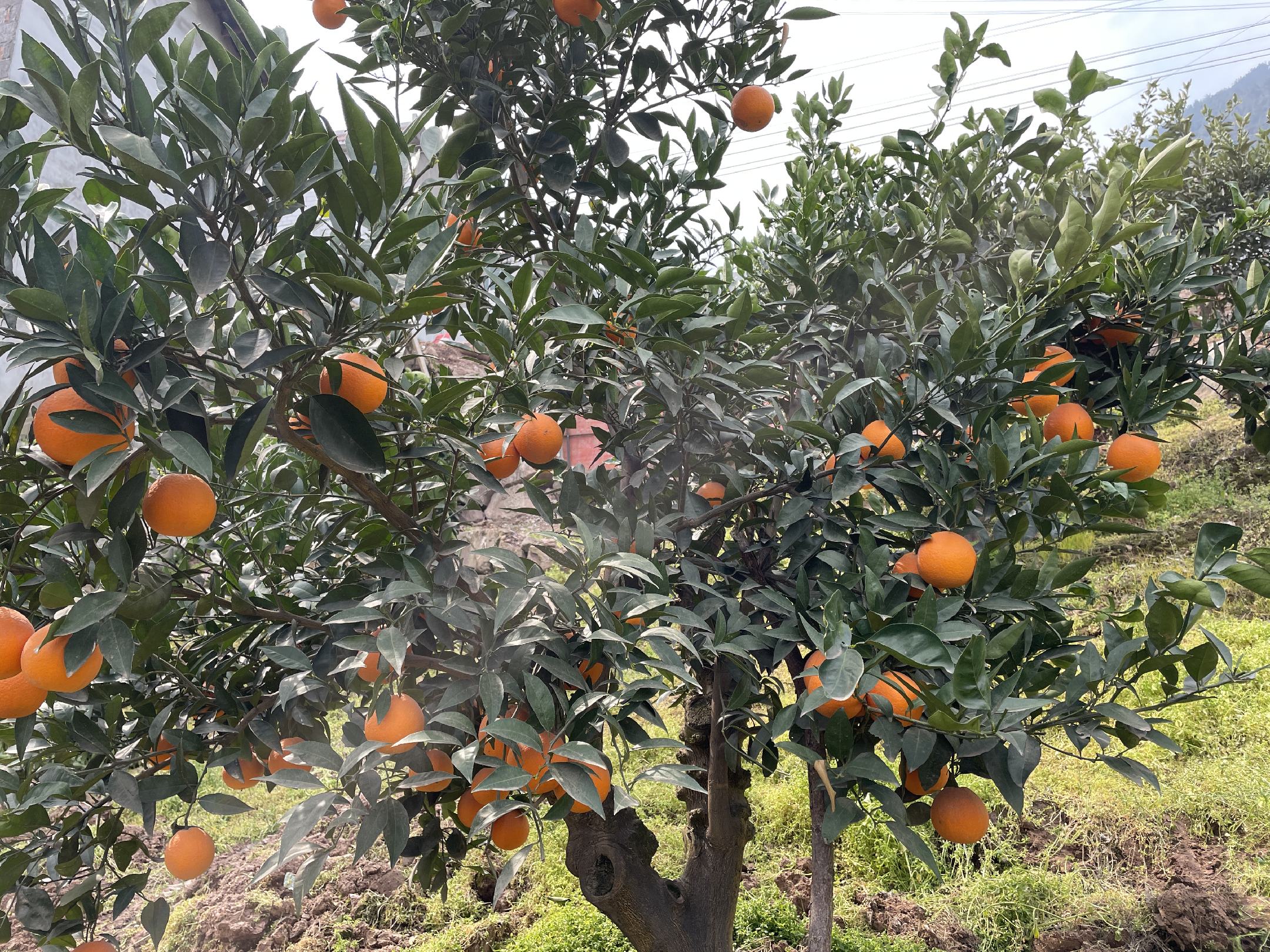 图片说明:农户正在采摘成熟的伦晚夏橙,果实饱满,色泽鲜艳,呈现出丰收的喜悦场景 伦晚夏橙采摘现场