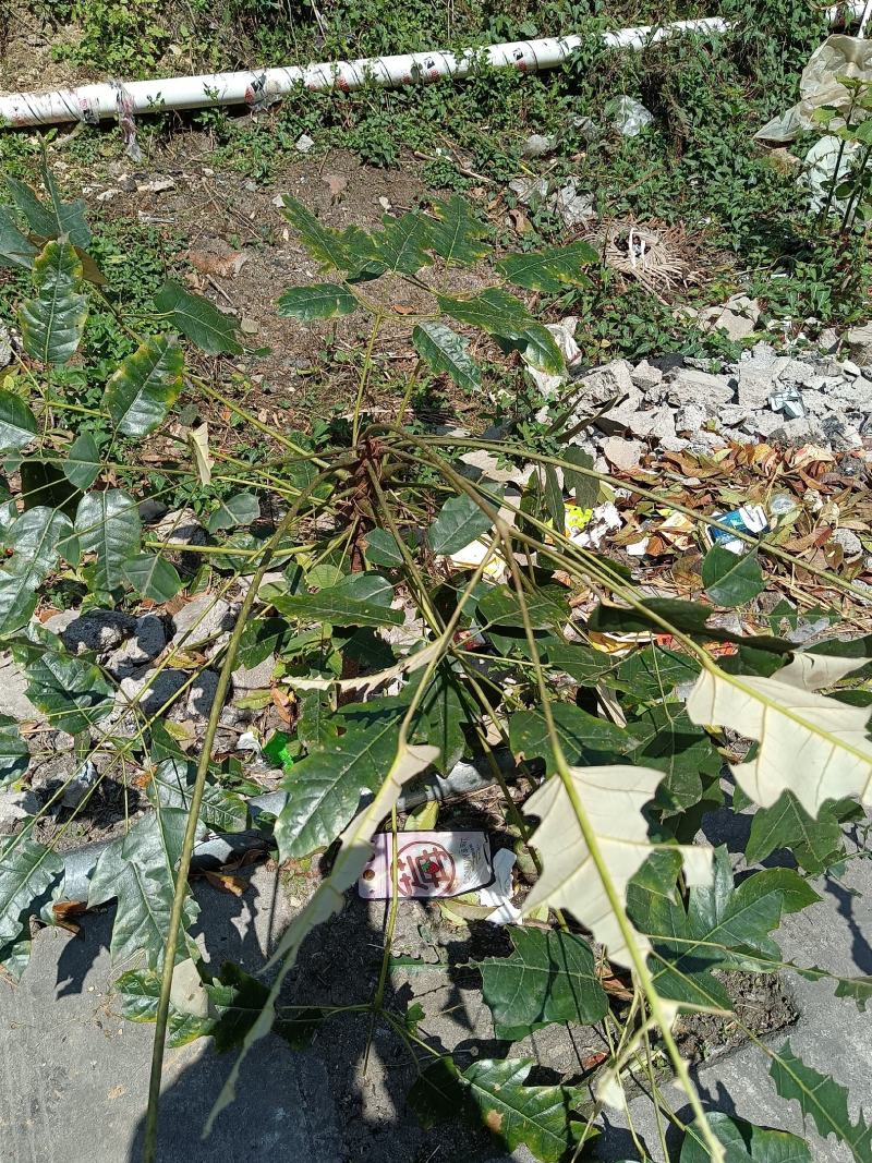 穗序鹅掌柴根大通塔、柴厚朴、野巴戟、隔子通、万贯钱、豆豉