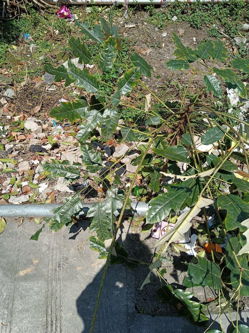 穗序鹅掌柴根大通塔、柴厚朴、野巴戟、隔子通、万贯钱、豆豉