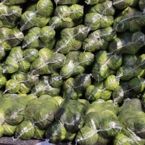 河南甘蓝大量上市/对接市场商超食堂全国发货
