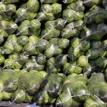 河南甘蓝大量上市/对接市场商超食堂全国发货
