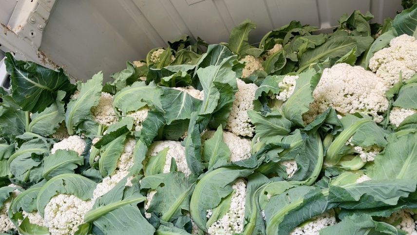 薯藤梗与松花菜翻炒过程