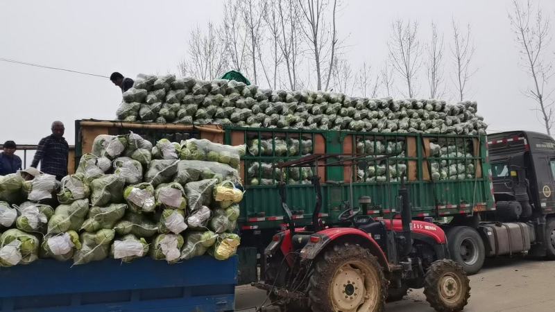 河南甘蓝大量上市/对接市场商超食堂全国发货