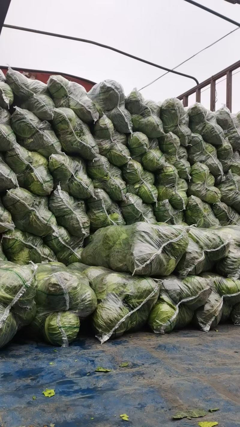 河南甘蓝大量上市/对接市场商超食堂全国发货