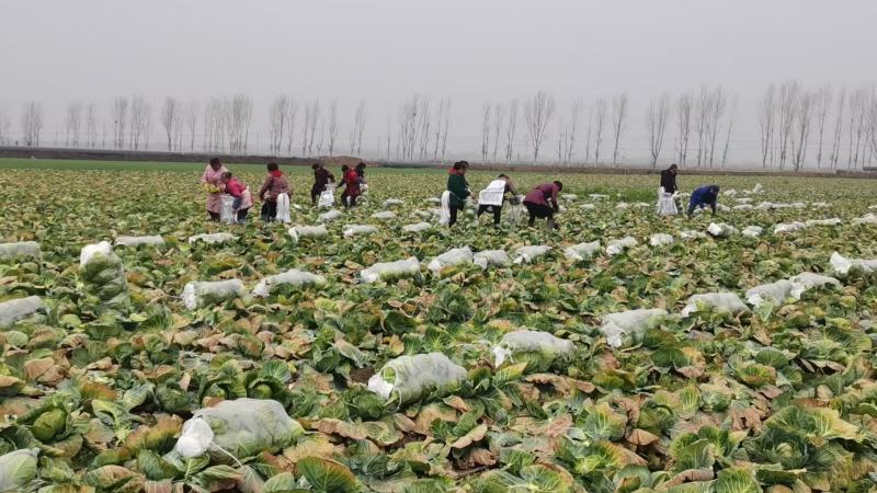 河南甘蓝大量上市/对接市场商超食堂全国发货