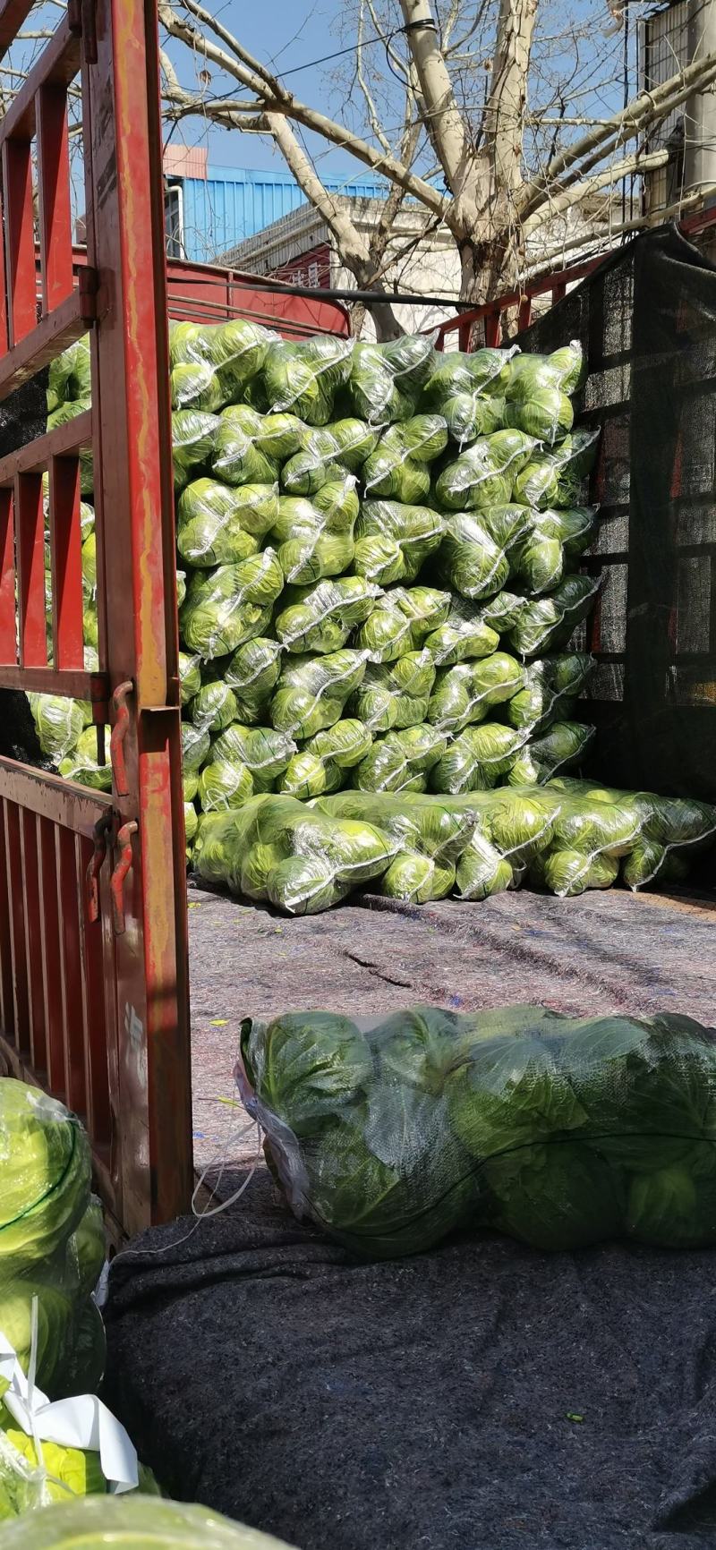 河南甘蓝大量上市/对接市场商超食堂全国发货