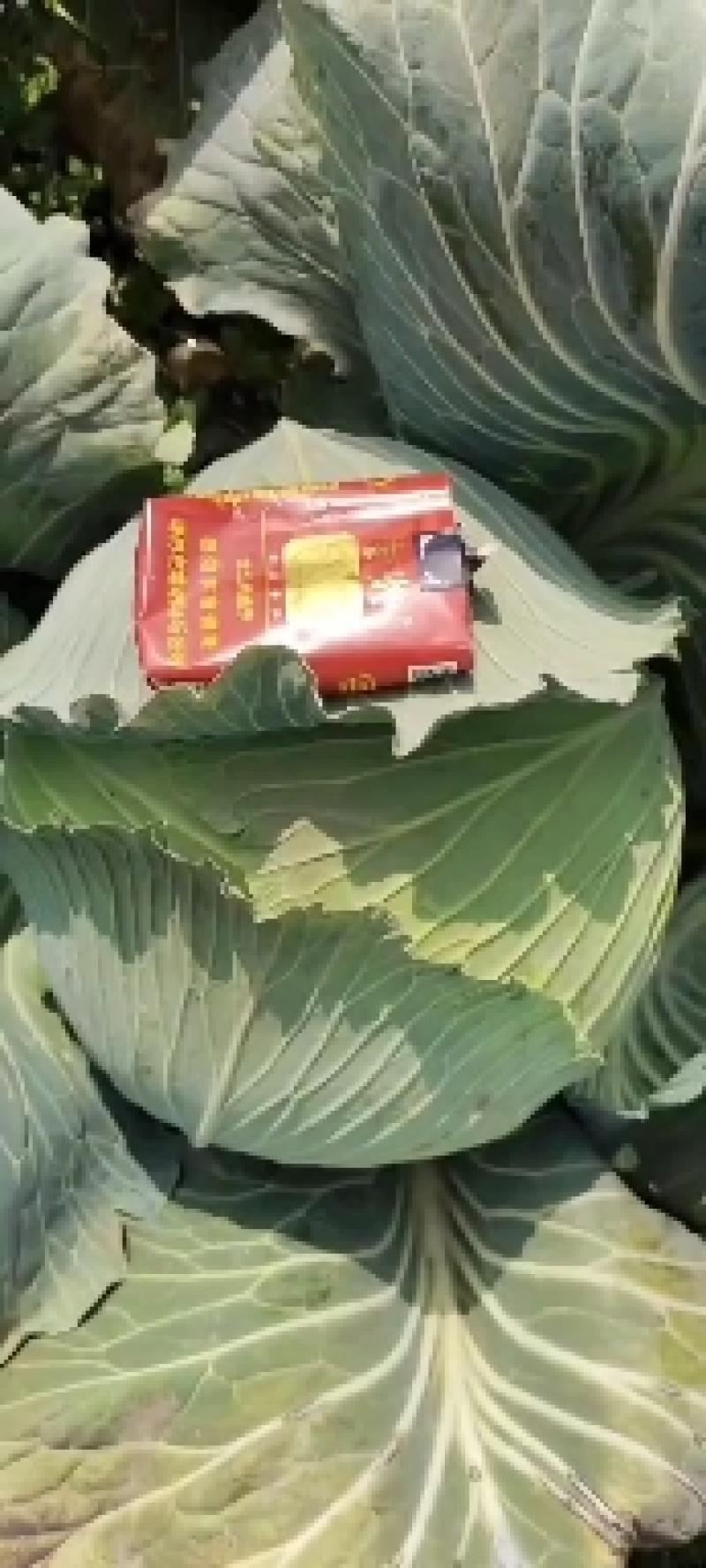 大量供应扁包菜，基地直供，诚信经营，货品质保，可实地看货