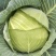 大量供应扁包菜，基地直供，诚信经营，货品质保，可实地看货